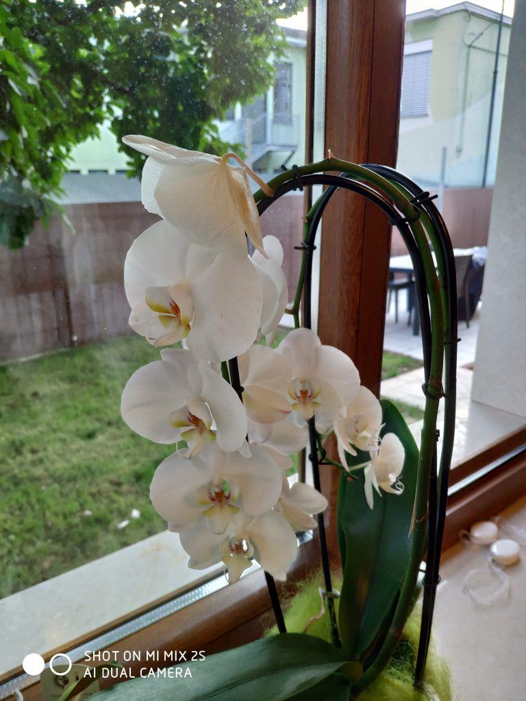 Recensione Xiaomi Mi Mix 2S scatto orchidea