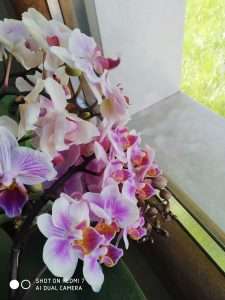 foto scattata da xiaomi redmi 7 - fiori da vicino