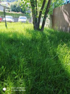 foto scattata da xiaomi redmi 7 - paesaggio con erba e sole
